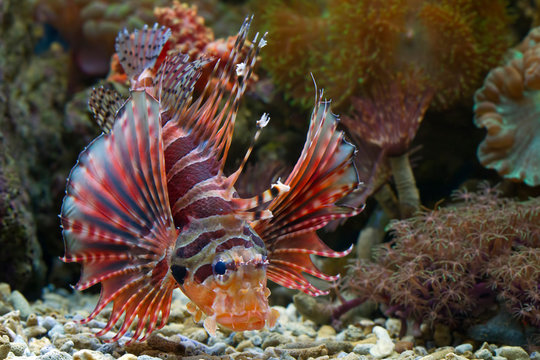 Beautiful Fuzzy dwarf lionfish on the coral reefs, Fuzzy dwarf lionfish closeup  