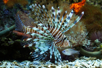 Naklejka na ściany i meble Beautiful dwarf lionfish on the coral reefs, dwarf lionfish closeup 