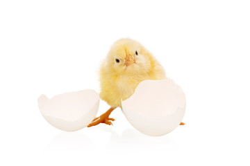 newly hatched chick on white