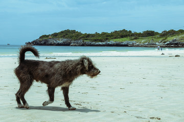 Black dog walking in the beach.