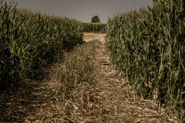 Fototapeta ścieżka wydeptana w kukurydzy obraz