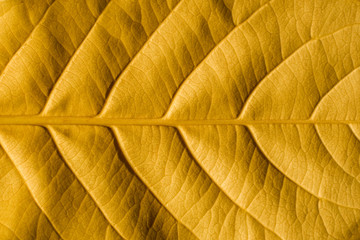 Patterned background of yellow leaves (Scientific name : Terminalia catappa) Family : Combretaceae.