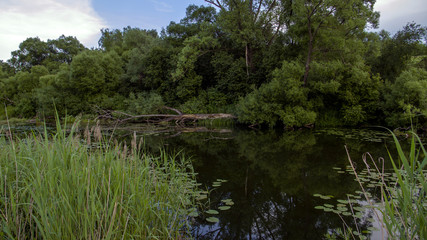 reflection of trees in the water
