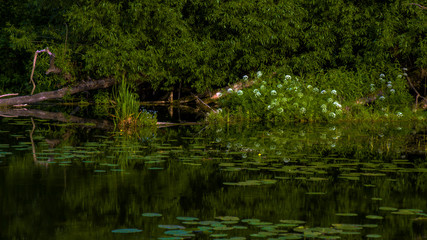 Fototapeta na wymiar pond in the forest