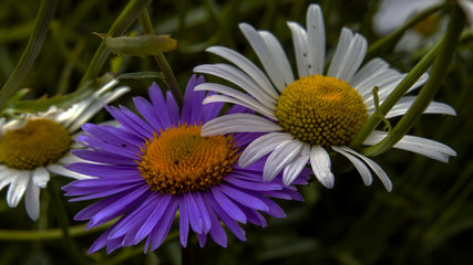 purple daisy flower