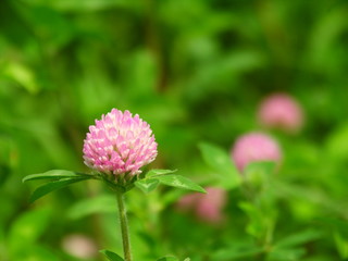 夏の朝の野原に咲く赤詰め草