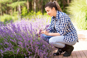 gardening, nature and people concept - young woman with pruner cutting and picking lavender flowers...