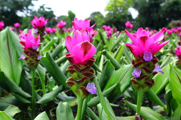 Closeup Pink Curcuma sessilis flowers in garden