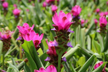 Closeup Pink Curcuma sessilis flowers in garden