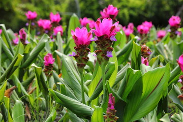 Closeup Pink Curcuma sessilis flowers in garden