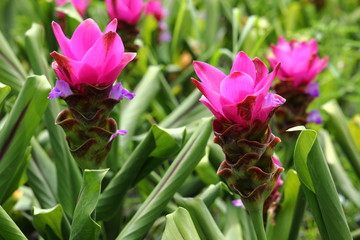 Closeup Pink Curcuma sessilis flowers in garden