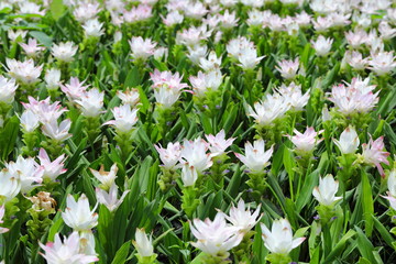 Closeup White Curcuma sessilis flowers in garden