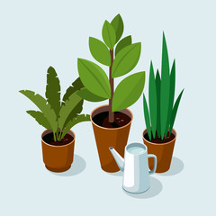Different house plants with green leaves in pots and watering can.