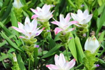 Closeup White Curcuma sessilis flowers in garden