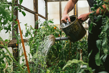 A farmer watering tomatoes in a greenhouse