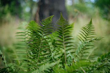 Fern leaves background in forest