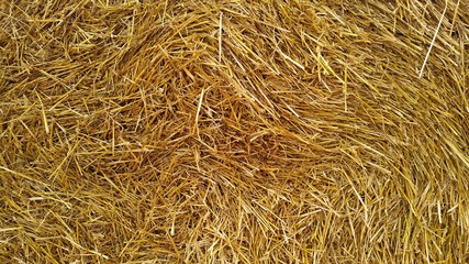texture of yellow straw twisted into a roll. Summer texture.