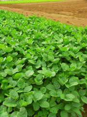 7月の枝豆畑風景