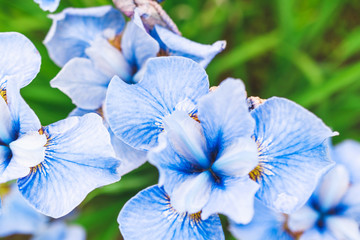 Blue iris flowers close up.