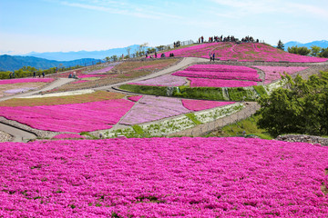茶臼山高原 芝桜