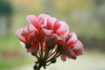 pink geranium with blurred background

