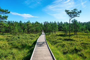 Viru bog study trail in Lahemaa National Park, estonia