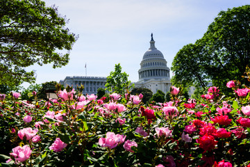 Rose garden in bloom in front of The United State Building, Capitol Building, Summer in Washington...
