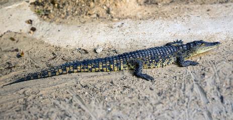 alligator in the everglades national park