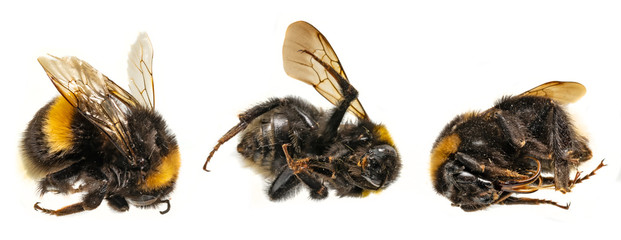 dead bumblebees lie next to each other against a white background