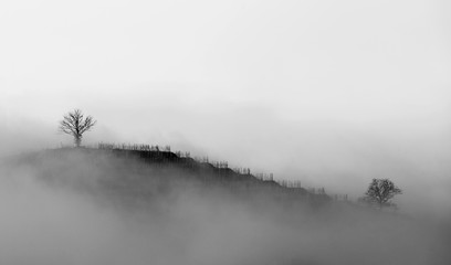 Vineyard in winter fog