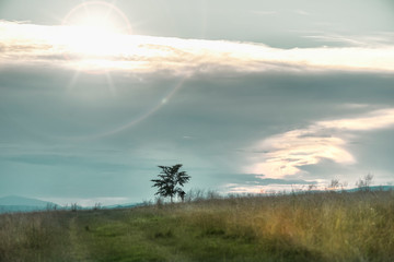 sunset in the forest