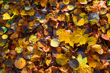 Fallen yellow leaves on the ground. Autumn maple leaf background. Dress warmer, go walking, the weather is cold