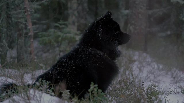 Black dog looking around in forest, cloudy snowing winter evening