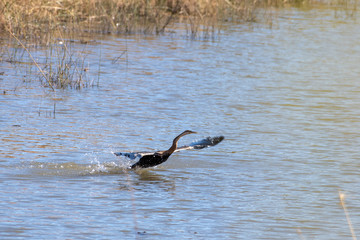 An African Darter taking flight.