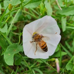 bee on a flower