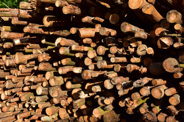 Piled pine tree logs  in forest. Stacks of cut wood. Wood logs, timber logging, industrial destruction. Forests illegal Disappearing. Environmetal concept illegal deforestation and ecology