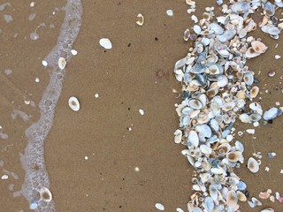 Pattern of Seashells on the sand, textured background. Sea shells on the beach of the Baltic sea.