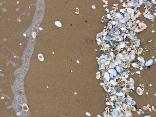 Pattern of Seashells on the sand, textured background. Sea shells on the beach of the Baltic sea.