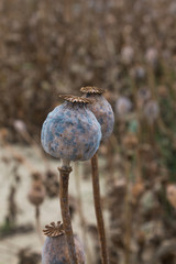 Detail of the poppies on a field