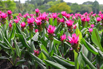 Closeup Pink Curcuma sessilis flowers in garden