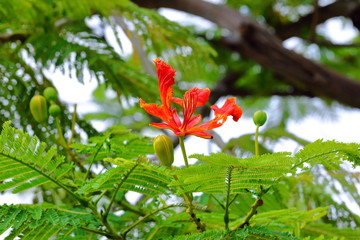 Delonix regia flower is on the top of the  tree