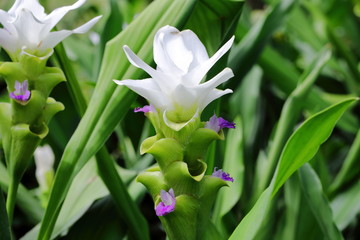 Closeup White Curcuma sessilis flowers in garden