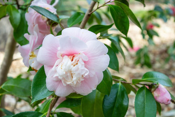 Soft Pink Japonica Camellia Flower