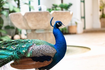A peacock inside historic building in Havana.