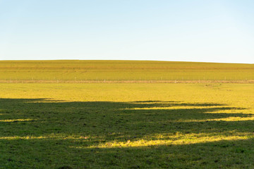 Farm fields producing and raising livestock in southern Brazil