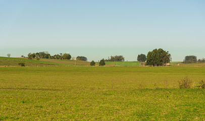 Fototapeta premium Farm fields producing and raising livestock in southern Brazil