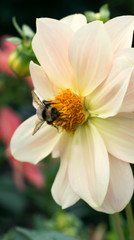 Fototapeta premium Bumblebee on dahlia flower close - up view