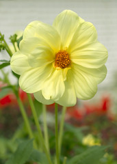 Yellow dahlia flower in bloom close-up view
