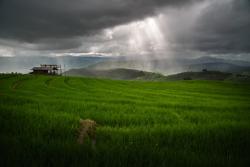 Fototapeta premium The beautiful scenery of the green terraced rice field with light rays while raining at Bong Piang forest in the rainy season in Mae Chaem, Chiang Mai, Thailand.