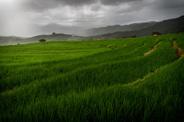 Fototapeta na wymiar The beautiful scenery of the green terraced rice field with light rays while raining at Bong Piang forest in the rainy season in Mae Chaem, Chiang Mai, Thailand.